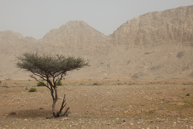 Acacia near the Hajjar Mountains