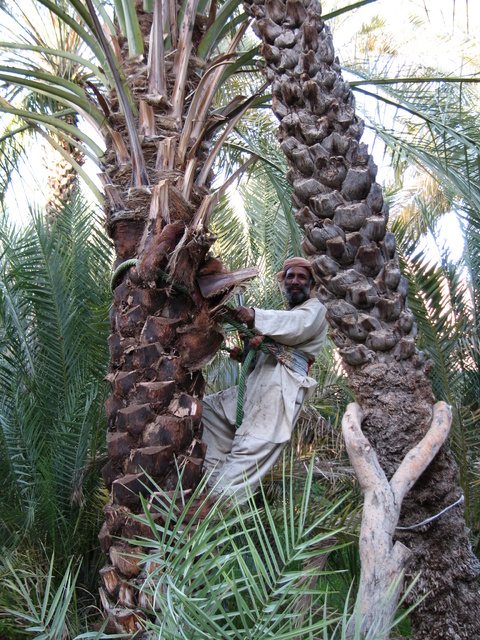 Maintaining the palms at Hatta Oasis