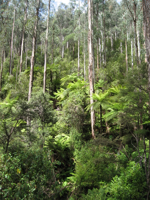 Typical forest near Stevensons Falls